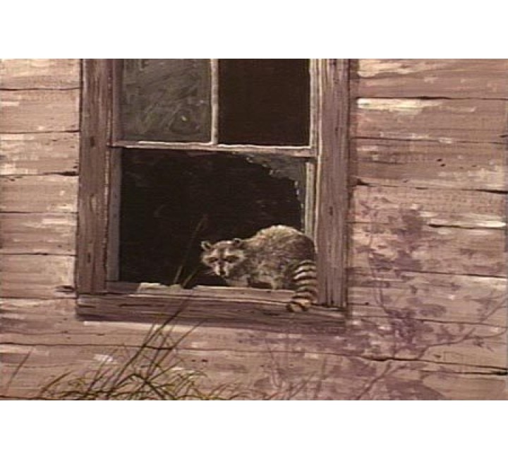 8886 RACCOON IN WINDOW